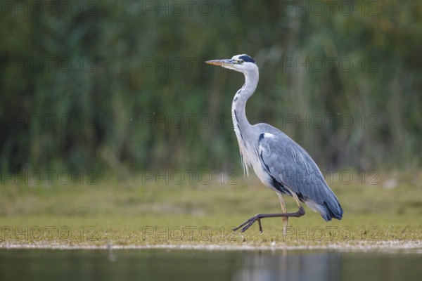 Grey Heron (Ardea cinerea) foraging, North Rhine-Westphalia, Germany