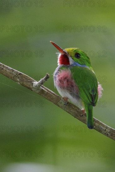 Cuban Tody (Todus multicolor) perched on a branch in Cuba