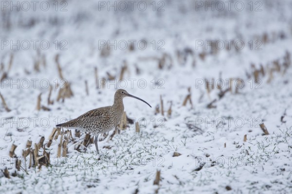 Eurasian Curlew (Numenius arquata), North Rhine-Westpalia, Germany