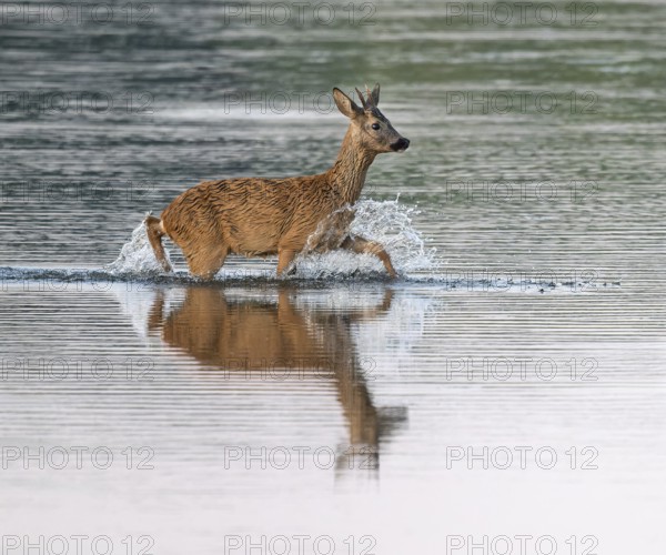 Deer (Capreolus capreolus), young roebuck running through the shallow water zone of a lake, Lower Saxony, Germany