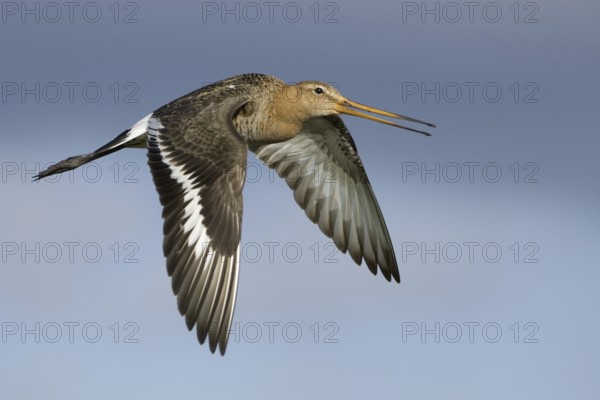 Black-tailed Godwit (Limosa limosa) flying, Netherlands