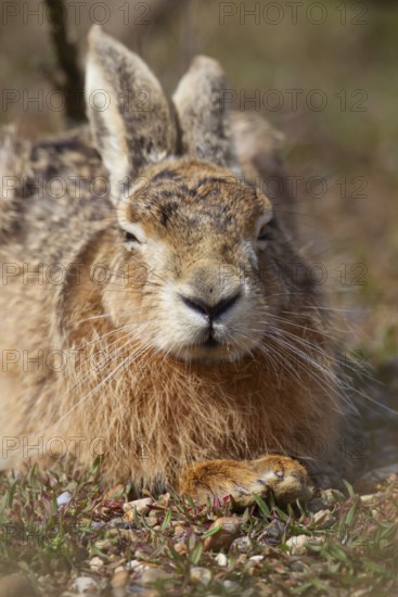 European brown hare (Lepus europaeus) adult animal sleeping in grassland in summer, England, United Kingdom