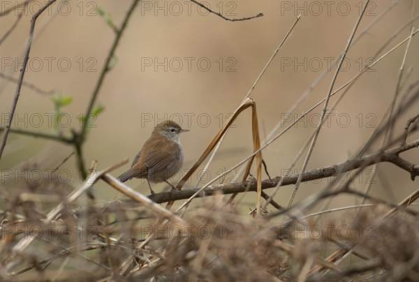 Cetti's warbler (Cettia cetti) adult male bird perched on a tree branch in spring, RSPB Minsmere nature reserve, Suffolk, England, United Kingdom