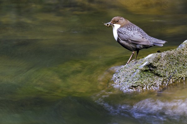 White-throated Dipper (Cinclus cinclus), Asturias, Spain