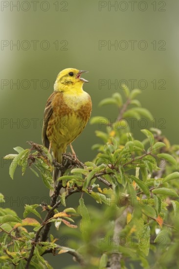Yellowhammer (Emberiza citrinella) male singing, Rhineland-Palatinate, Germany