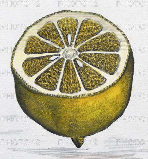Sliced, halved lemon, citrus fruit, hand-coloured copper engraving or copper etching by Johann Christoph Volkamer or Volckamer, from Nürnbergische Hesperides oder gründliche Beschreibung der Edlen Citronat, Citronen, und Pomerantzen-Früchte, Nuremberg 1708, 1714