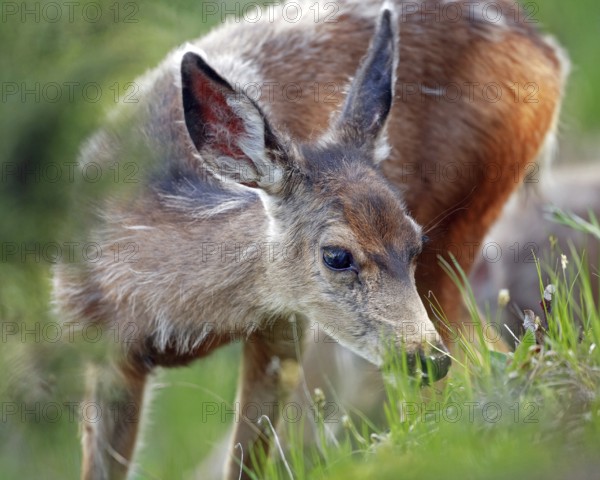 Mule deer, black-tailed deer (Odocoileus hemionus columbianus), lying in the snow, Wyoming, United States