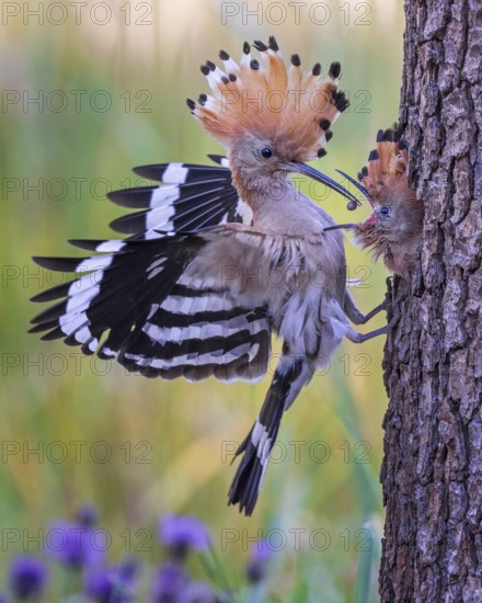 Hoopoe (Upupa epops) Bird of the Year 2022, male with caterpillar as food for the young bird, feeding, erected bonnet, golden hour, backlight, sunlight, rising sun, young bird, breeding den, approach, Middle Elbe Biosphere Reserve, Saxony-Anhalt, Germany
