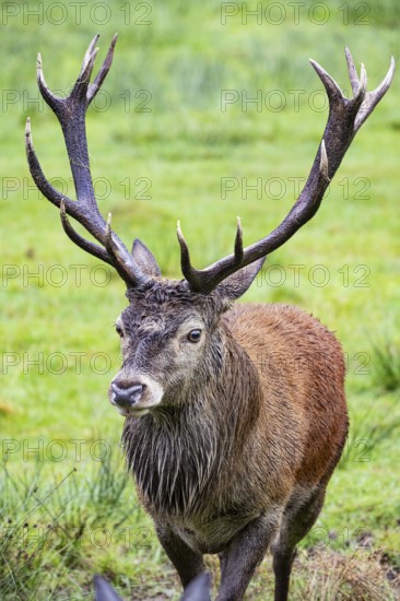 Red deer (Cervus elaphus) Rutting behaviour captive Germany