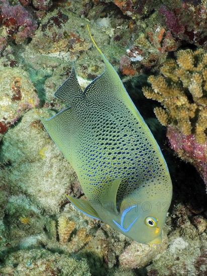 Koran angelfish (Pomacanthus semicirculatus)