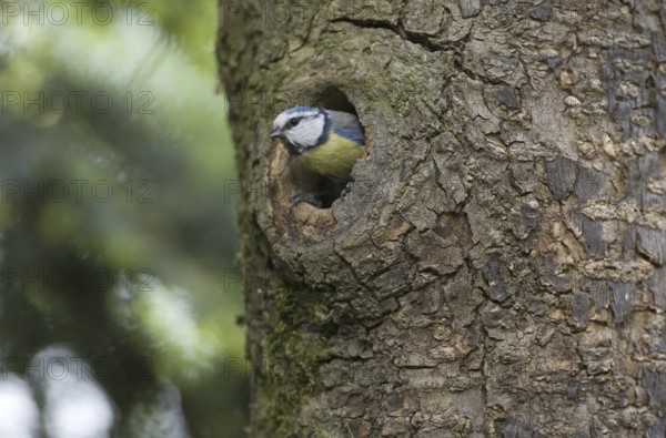 Eurasian Blue Tit (Cyanistes caeruleus), Saxony, Germany