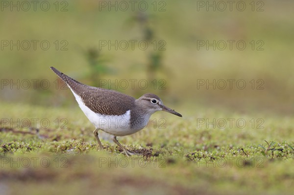 Common Sandpiper (Actitis hypoleucos) foraging, North Rhine-Westphalia, Germany