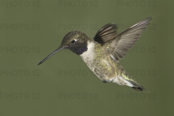 Black-chinned Hummingbird (Archilochus alexandri), Canada