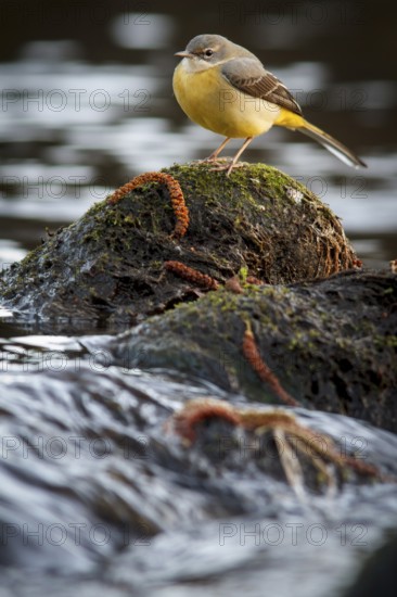 Grey Wagtail (Motacilla cinerea), over stone in waterfall, Arnoia river, Galicia, Spain