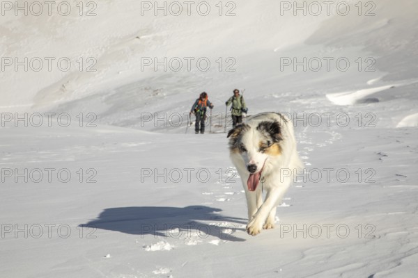 A playful dog leads the way across a snowy landscape with two snowboarders following behind. The focus is on the vibrant, joyful scene of winter sports companionship