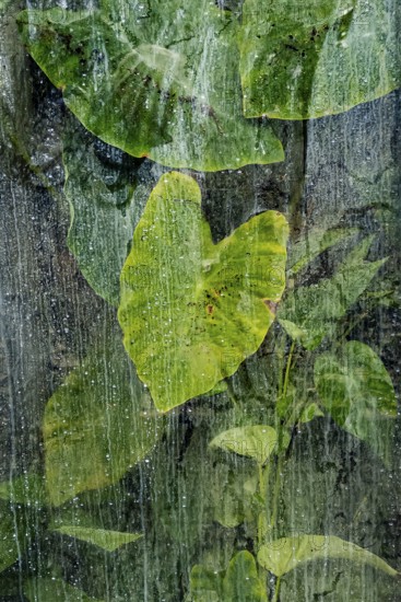 Plants and green leaves behind glass in greenhouse, structure, background, flora, art, texture, transparency, abstract, detail, green