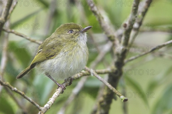 Hangnest Tody-Tyrant (Hemitriccus nidipendulus) perched on a branch in the Atlantic rainforest of southeast Brazil
