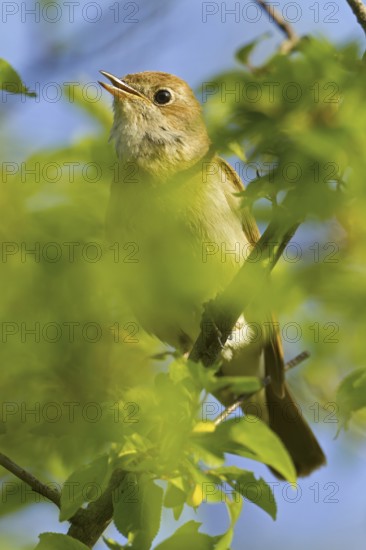 Common Nightingale (Luscinia megarhynchos), Rhineland-Palatinate, Germany