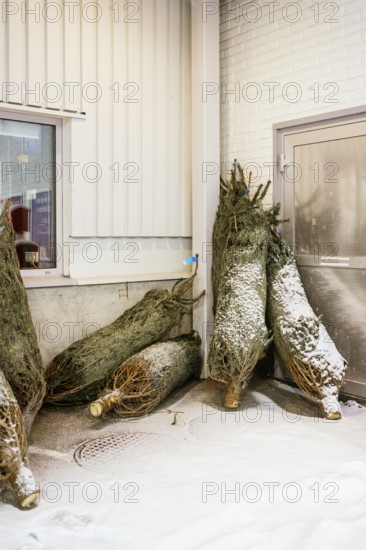 A group of snow-covered Christmas trees is bundled up and leaning against a wall outside a building in Stockholm. The scene captures the essence of a Swedish winter