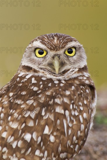 Burrowing Owl (Athene cunicularia), Florida, USA