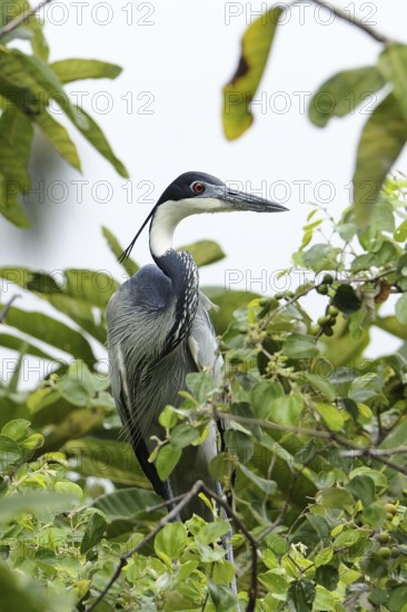 Black-headed Heron (Ardea melanocephala), Malindi, Kenya
