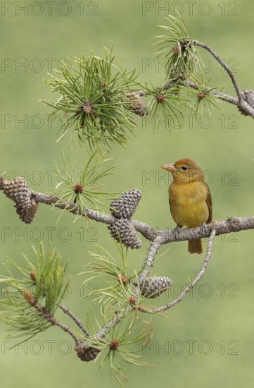 Summer Tanager (Piranga rubra) female perched on a branch, Texas, USA