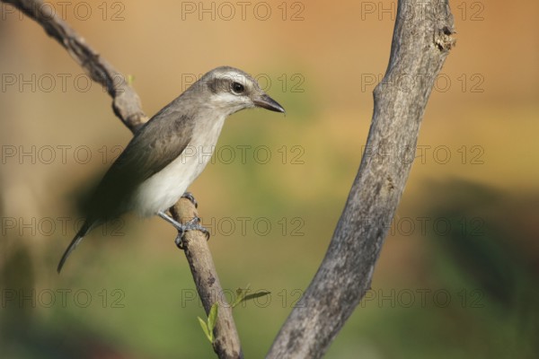 Common Woodshrike (Tephrodornis pondicerianus), Kalametiya, Sri Lanka