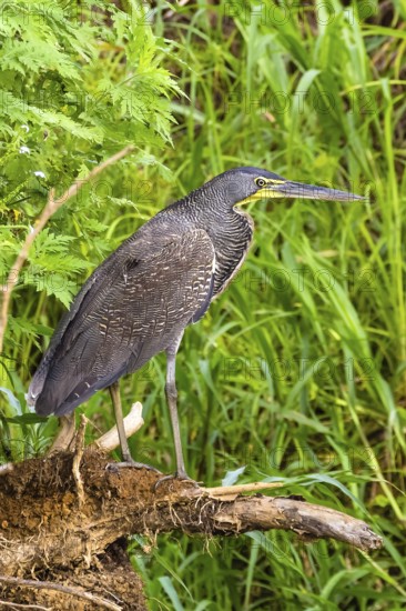 Bare-throated tiger heron (Tigrisoma mexicanum), in search of food