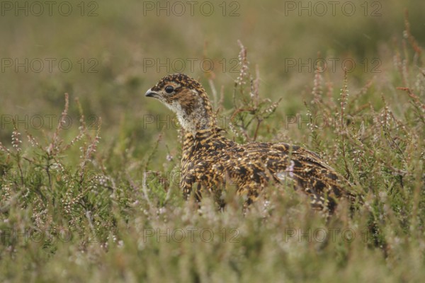 Red Grouse (Lagopus lagopus scotica) juvenile, Scottish Highlands, United Kingdom