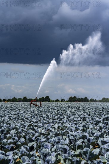 Agriculture, artificial irrigation of a field, irrigation system, cabbage cultivation, red cabbage, near Kempen on the Lower Rhine, North Rhine-Westphalia, Germany