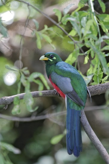 Narina Trogon (Apaloderma narina) male, Lake Manyara, Tanzania