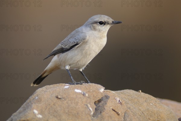 Kurdish Wheatear (Oenanthe xanthoprymna), India