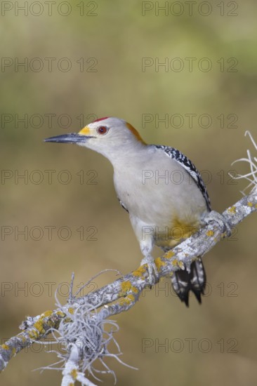 Golden-fronted Woodpecker (Melanerpes aurifrons), Texas, USA