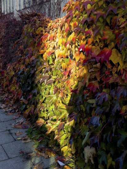 Boston ivy, Boston ivy with three lobes, Boston ivy with three lobes (Parthenocissus tricuspidata)