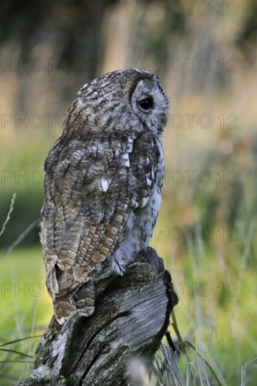 Tawny owl (Strix aluco) perched on tree stump in meadow at forest edge