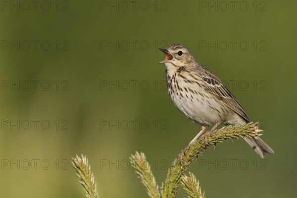 Tree Pipit - Baumpieper - Anthus trivialis ssp. trivialis, Russia