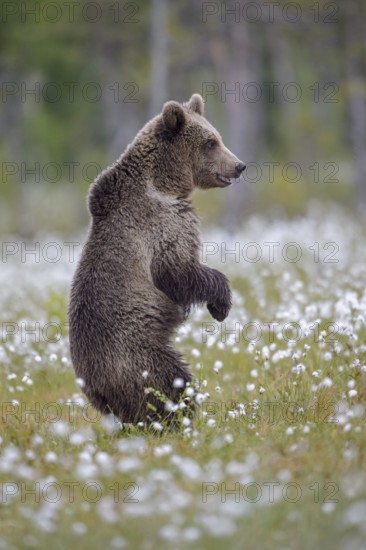 Eurasian Brown Bear (Ursus arctos) standing in white cottongrass, Finland