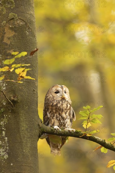 Tawny Owl (Strix aluco) captive, Baden-Wuerttemberg, Germany