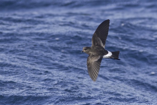 Wilson's Storm Petrel (Oceanites oceanicus), South Australia, Australia