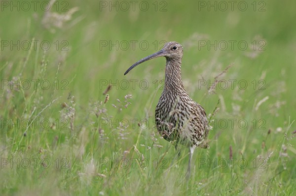 Eurasian Curlew (Numenius arquata), North Rhine-Westpalia, Germany