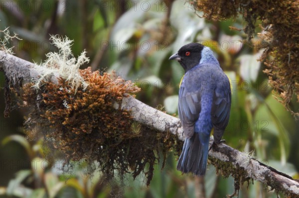 Hooded Mountain-Tanager (Buthraupis montana) perched on a branch in Bolivia, South America