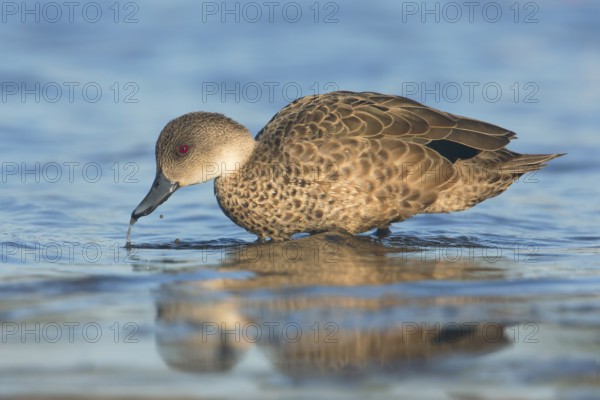 Grey Teal (Anas gracilis), Victoria, Australia