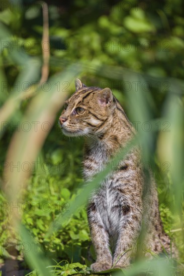 A fishing cat (Prionailurus viverrinus) peeking through dense riverine vegetation