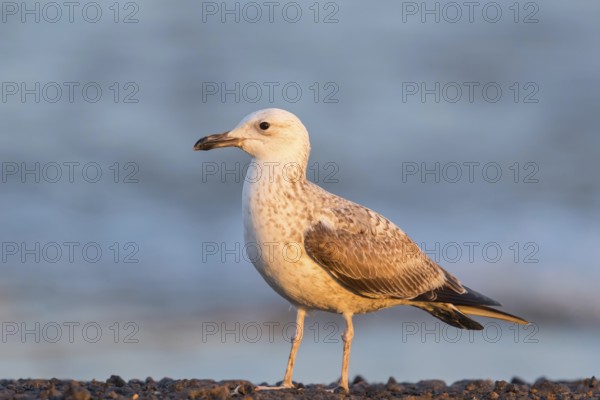 Armenienmöwe, Armeniermöwe, Larus armenicus, Larus cachinnans armenicus, Armenian Gull