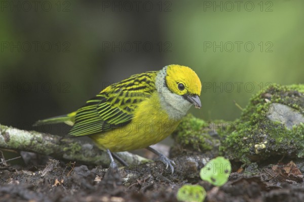 Silver-throated Tanager (Tangara icterocephala), Costa Rica