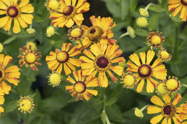 Sunflower (Helenium 'Rauchtopas'), Merkel family, Germany