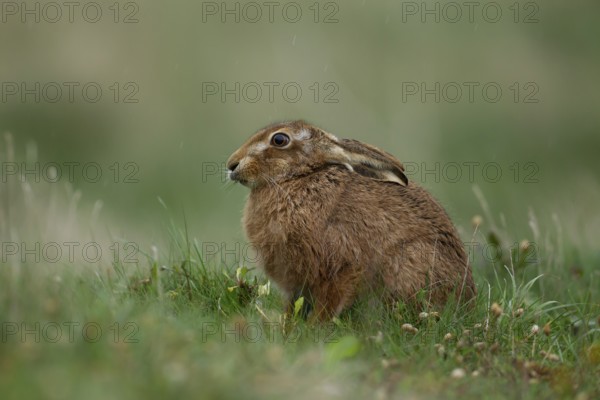 European brown hare (Lepus europaeus) adult animal in grassland in a rain shower, Suffolk, England, United Kingdom
