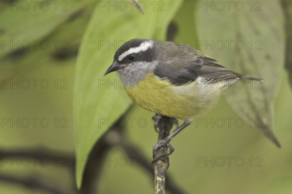 Bananaquit (Coereba flaveola), Ecuador