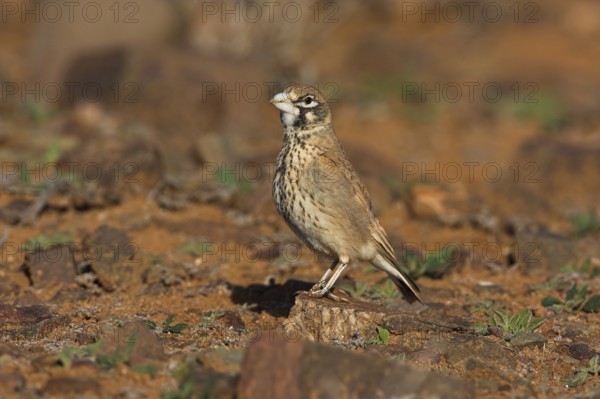 Thick-billed Lark (Ramphocoris clotbey), Morocco