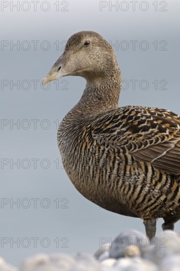 Eiderente (Somateria mollissima), Eider, Weibchen am Kiesstrand, Portrait, Juni, Duene der Insel Helgoland, Schleswig-Holstein, Deutschland